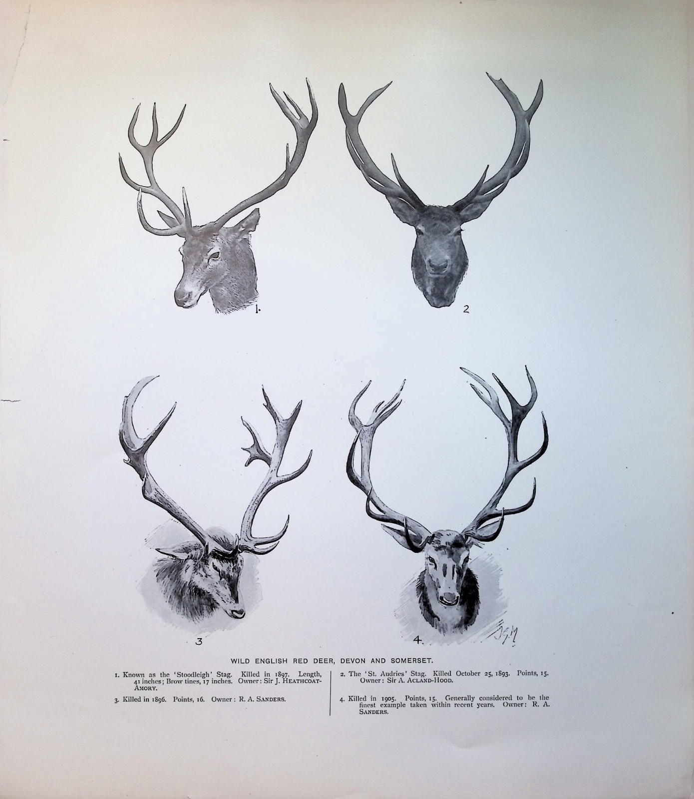 Original 1904 Red Deer Antlers Antique Print Wild English Stag Hunting Trophy