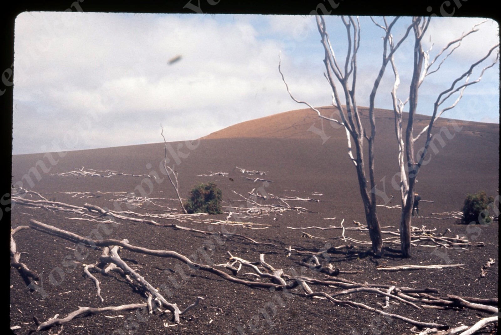 sl06 Original Slide 1972 Hawaii fallen trees 590a