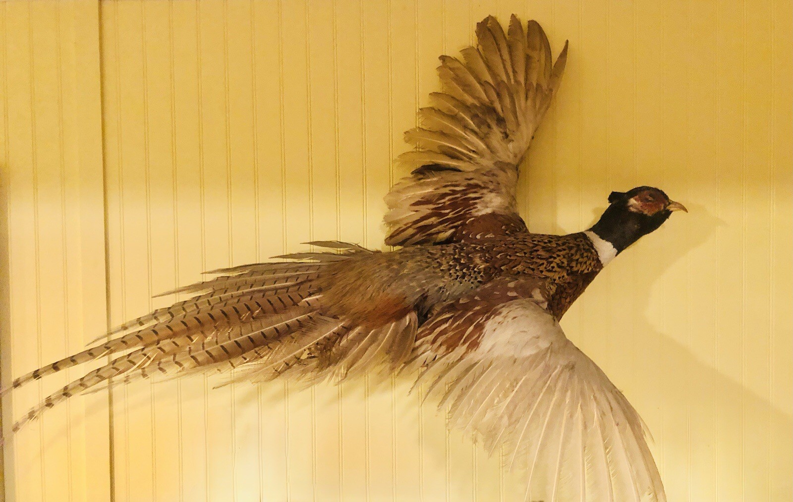Flying Pheasant Mount 