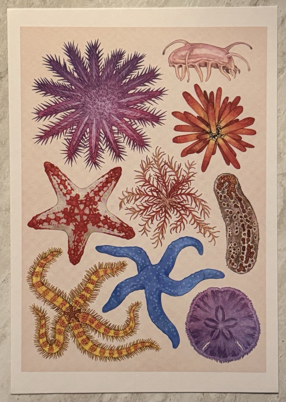 Various Sea Stars Urchin Sand Dollar Sea Cucumber Illustration Postcard PC844