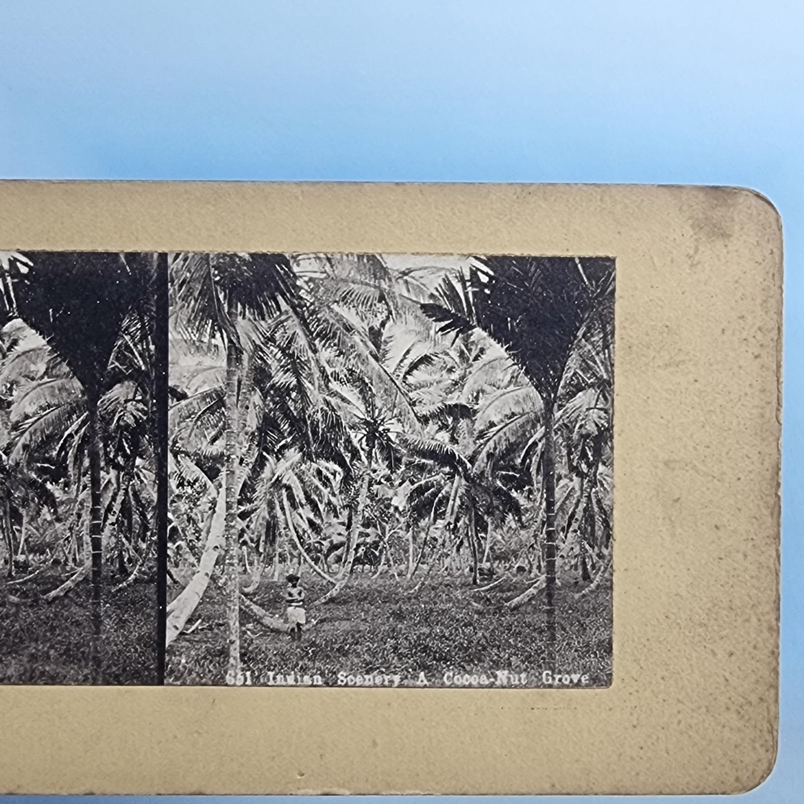 India Stereoview C1880 Standard Asia View Of A Coconut Grove Agriculture