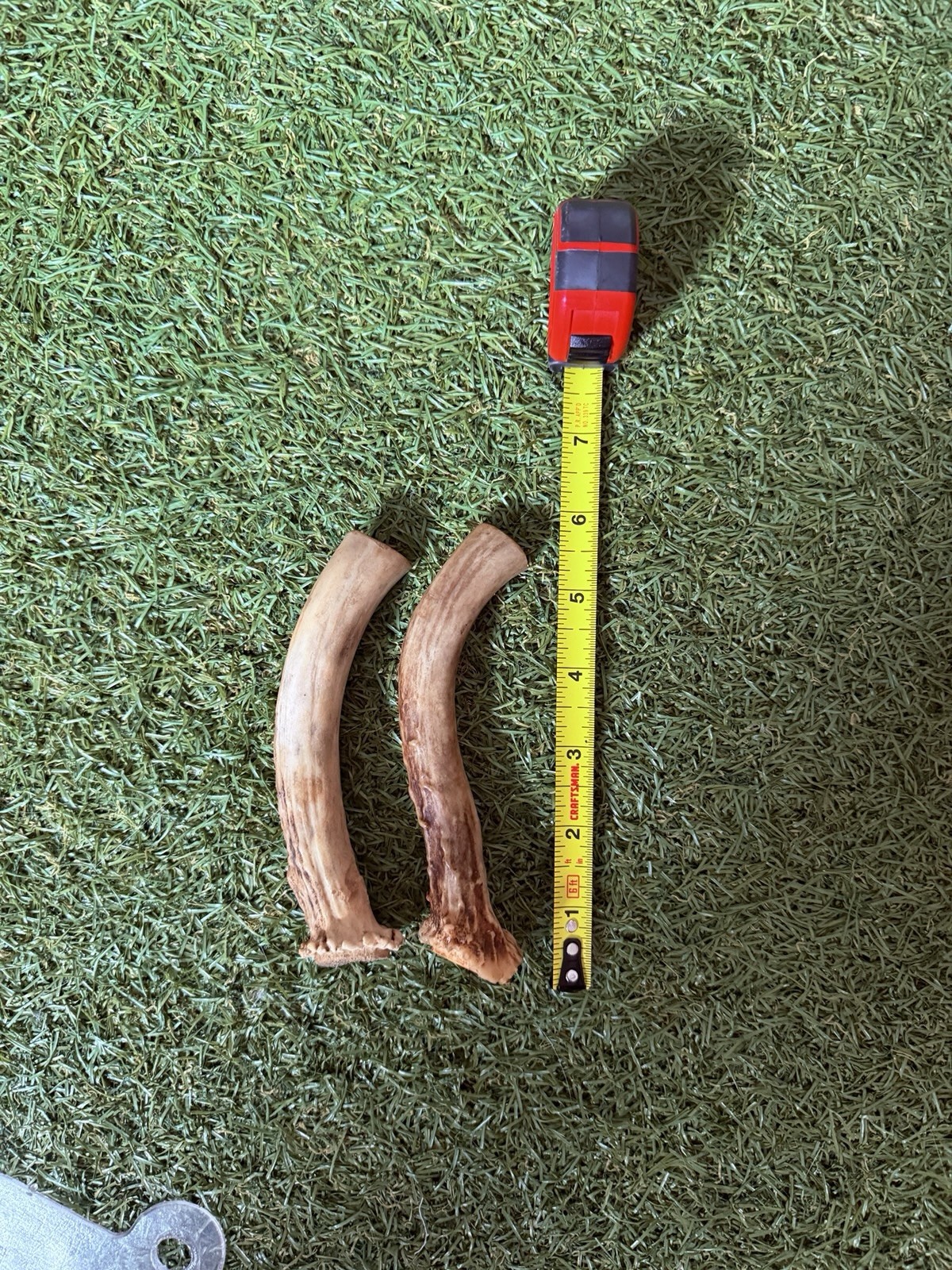 2 Pack Natural Pennsylvania Deer Antler Pieces Shed Rustic Decor Craft 5 Inch