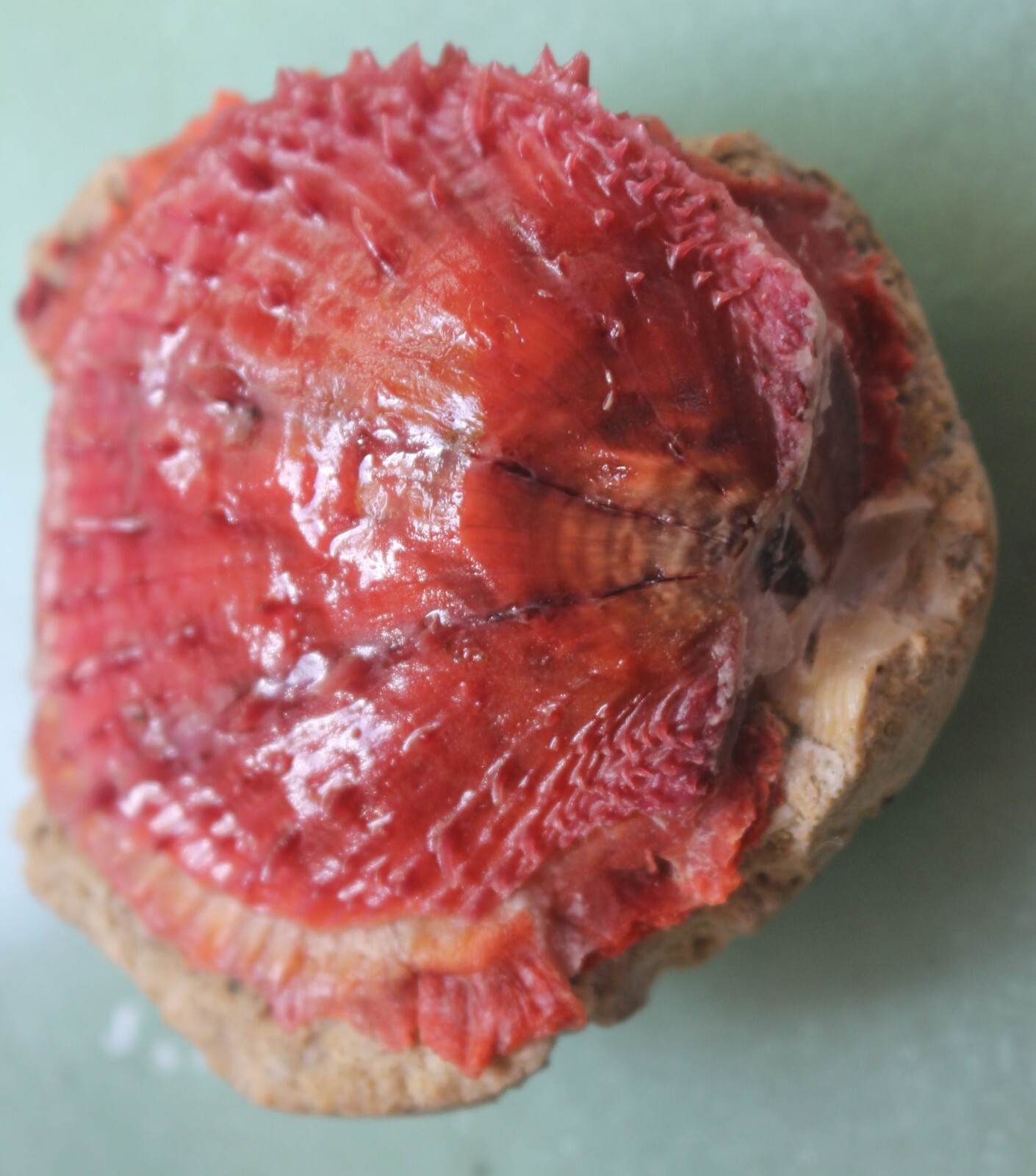 spondylus varians red 62mm caught in siargao isalnd EP July 229 2022 