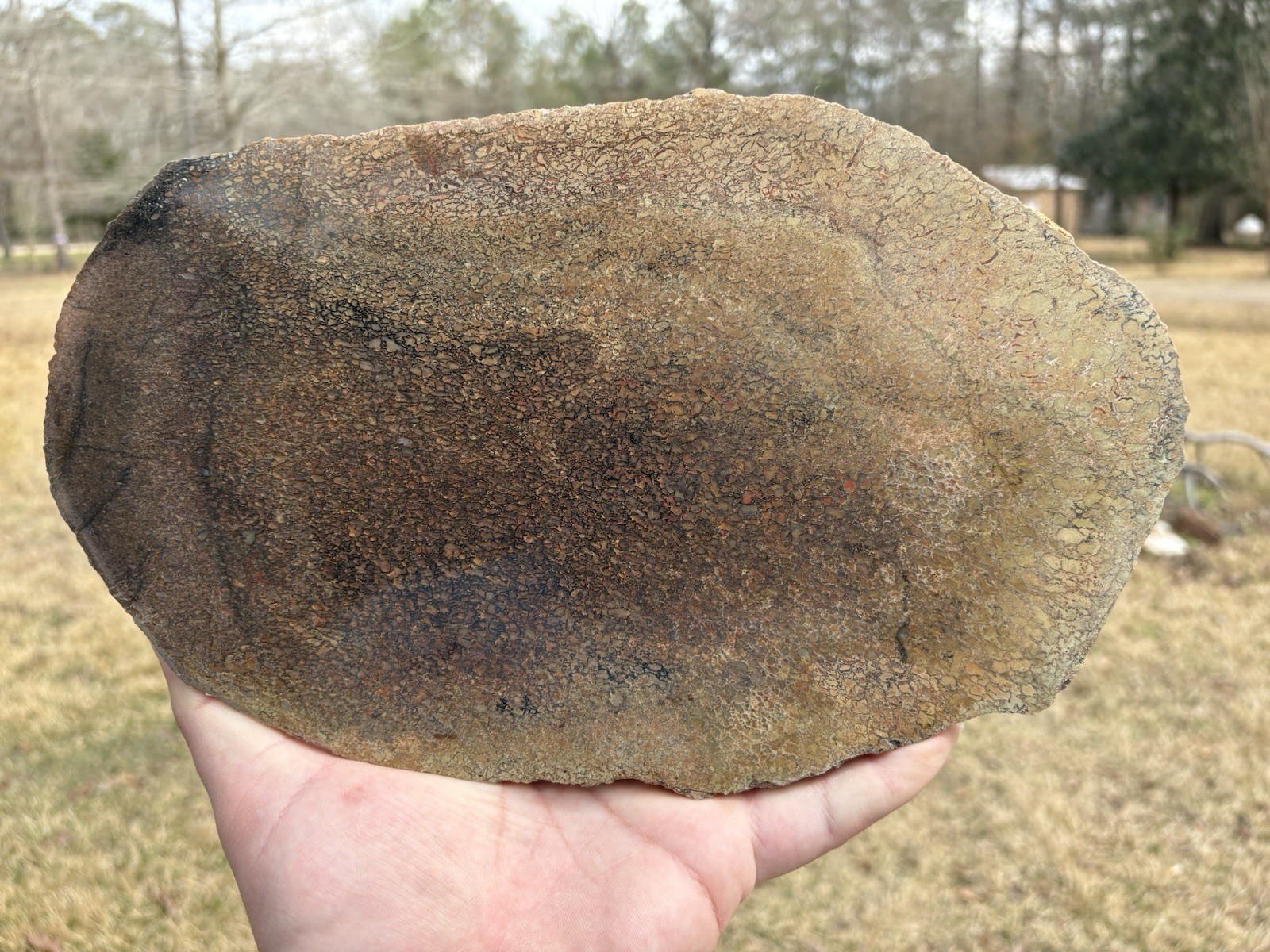 11.5” Polished Dinosaur Bone Slab New Mexico Cretacous Green Red