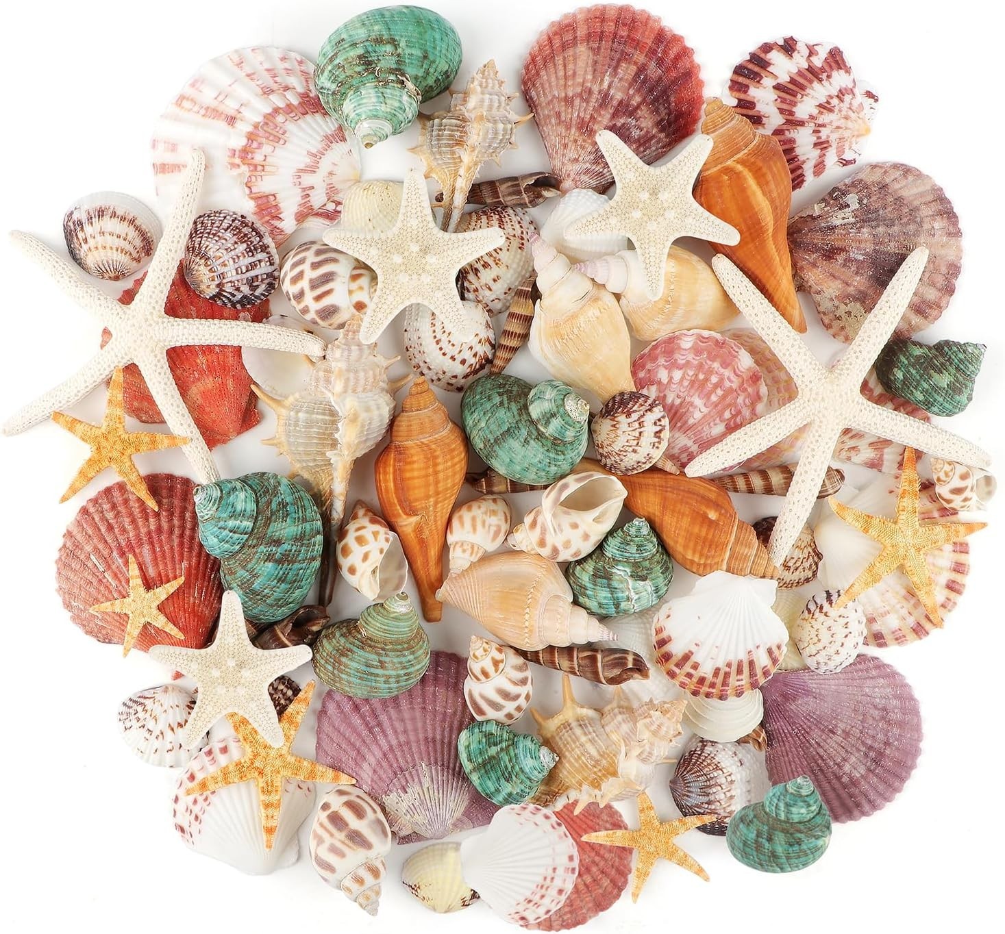 Sea Shells Mixed Ocean Seashells, 1.2\ Sea Shells Mixed Ocean Seashells, 1.2\