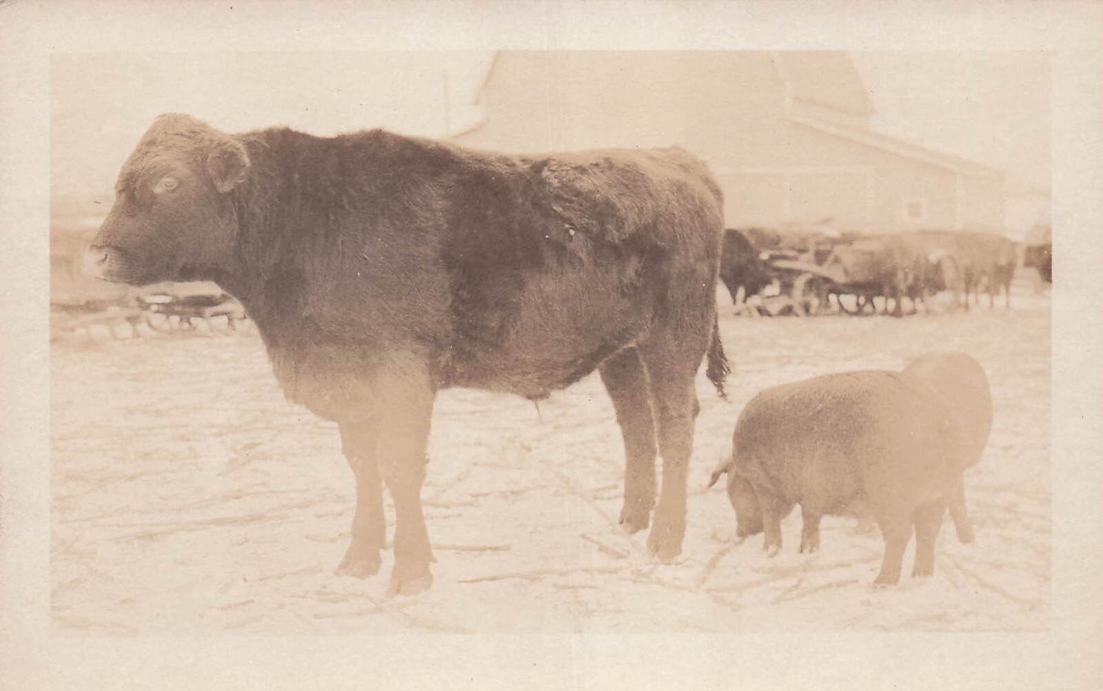 RPPC Shorthorn Cattle Farm Cow Pig Photo Early 1900s Homestead Postcard H16