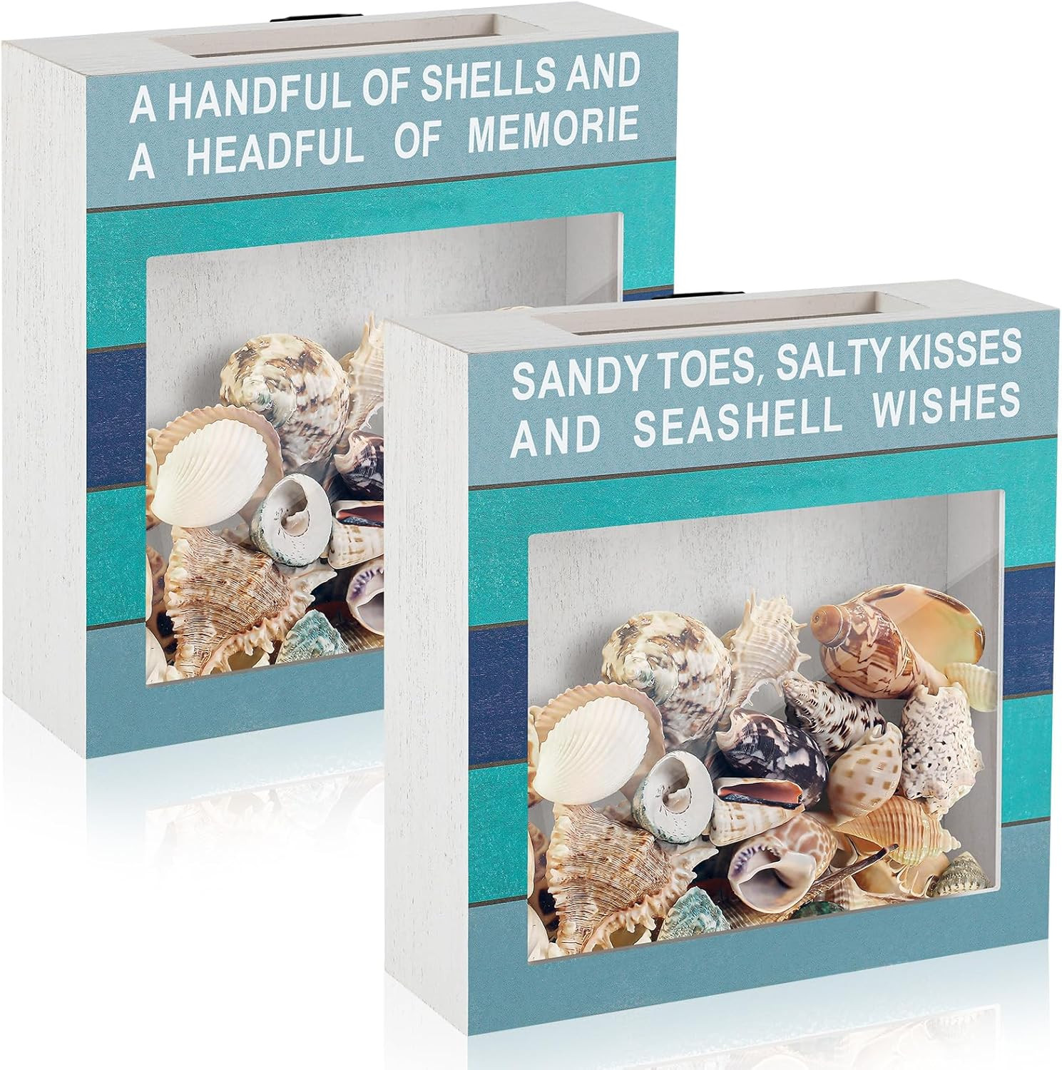 2 Pcs Seashell Holder Seashell Display Box Beach Room Decor Ocean Themed Gifts f