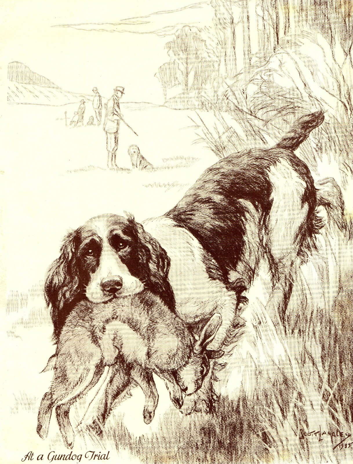 1930s Antique Springer Spaniel Print Gundog Trial Nina Scott Langley Art 4361b