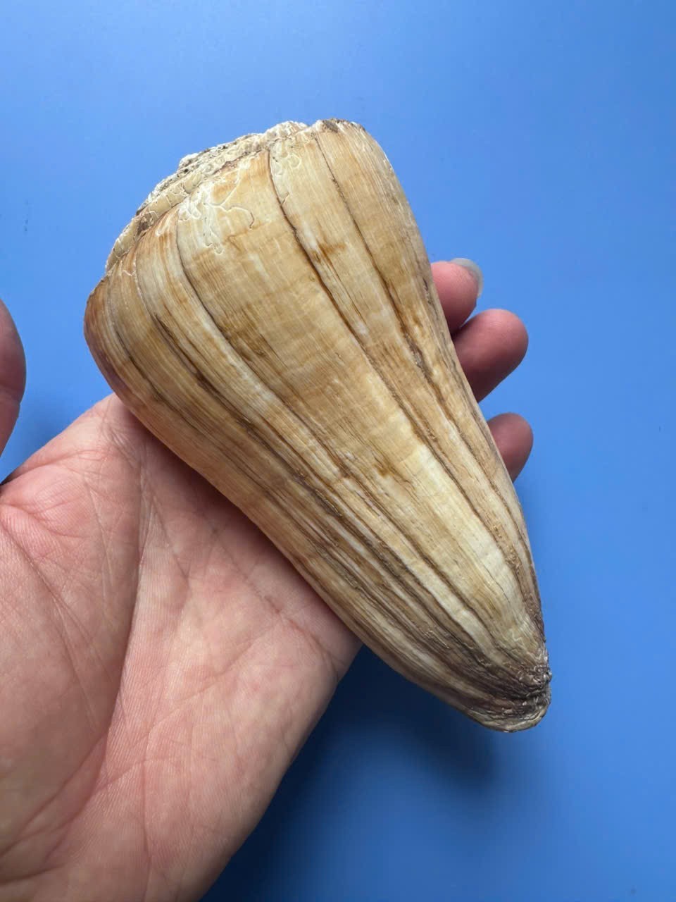135mm | Conus distans| GIANT size | Beautiful shell