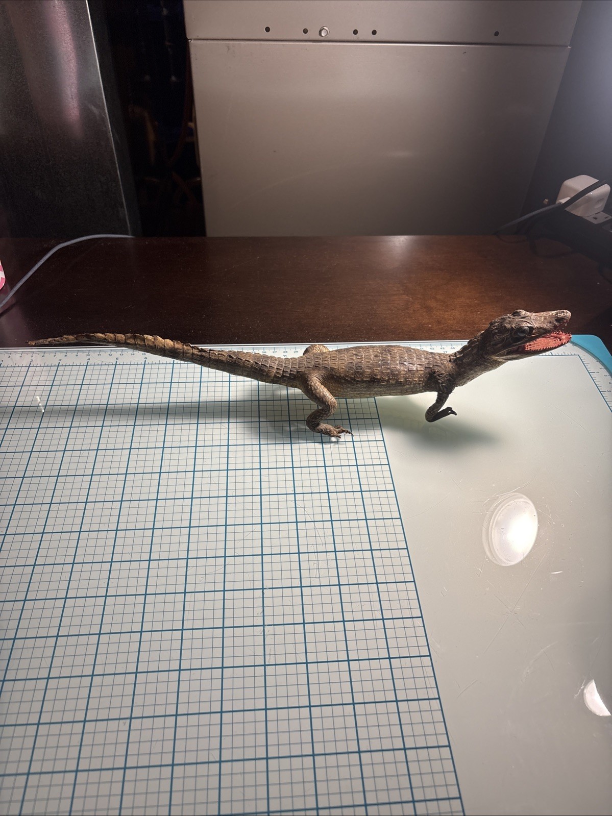 Vtg Taxidermy Full Body Real Juvenile Standing Alligator Crocodile Specimen 17\