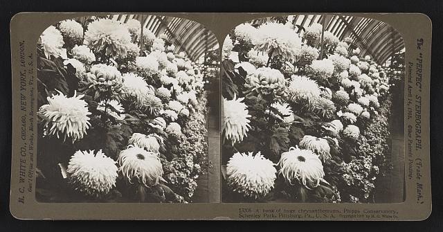 Photo:Pittsburgh PA Phipps Conservatory Chrysanthemums c1905 Stereo Card