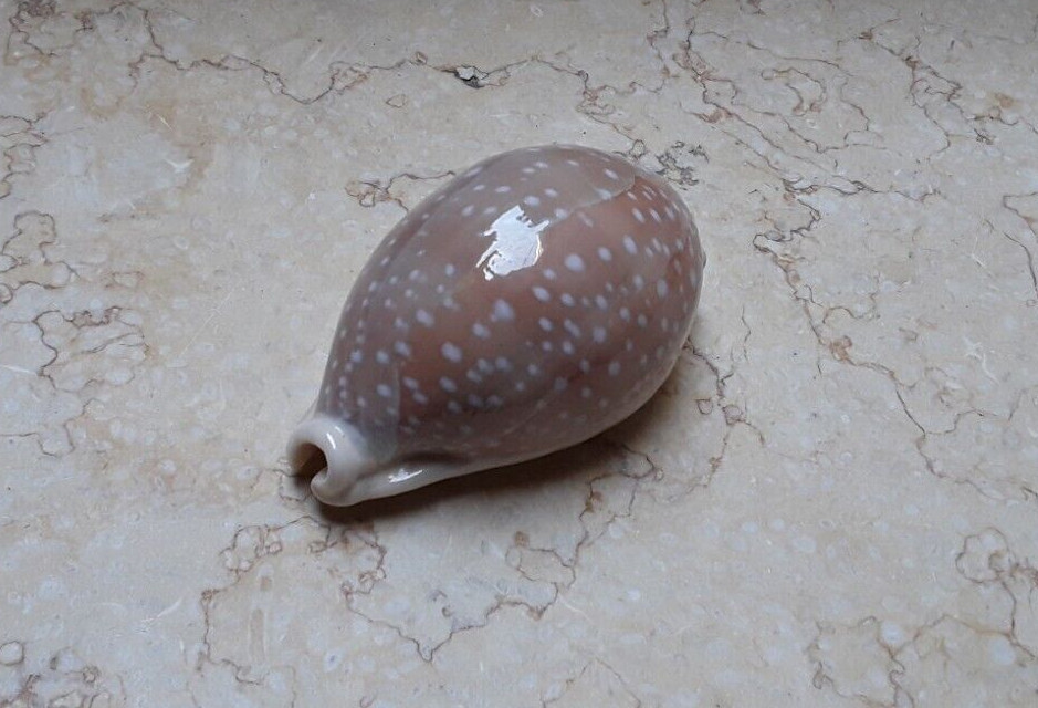 F Cypraea camelopardalis HUGE RARE SIZE 86.5 mm F++++ clear dots red sea shell F Cypraea camelopardalis HUGE RARE SIZE 86.5 mm F++++ clear dots red sea shell