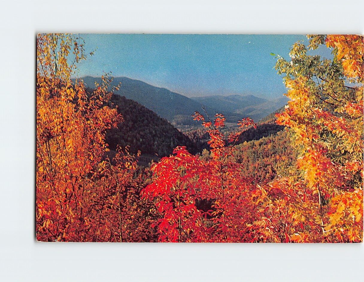 Postcard The Gold of an Autumn Day Blue Ridge Mountains Virginia USA