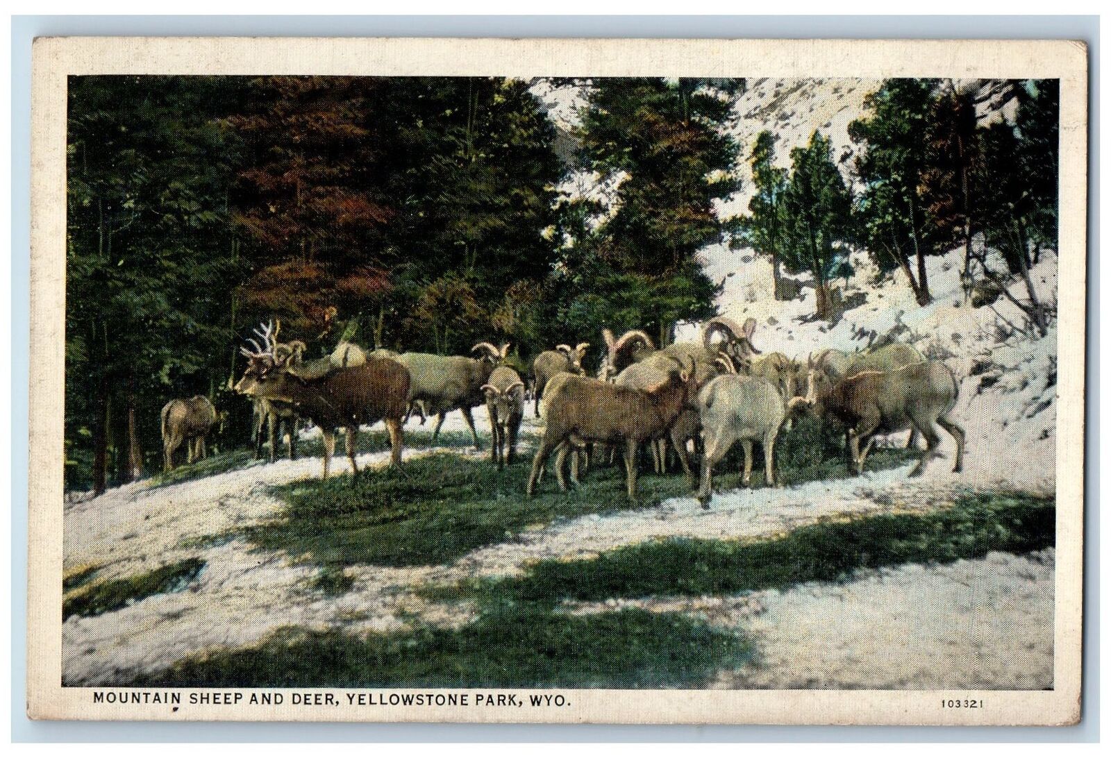1945 Mountain Sheep & Deer Eating Grass Forest Yellowstone Wyoming WY Postcard