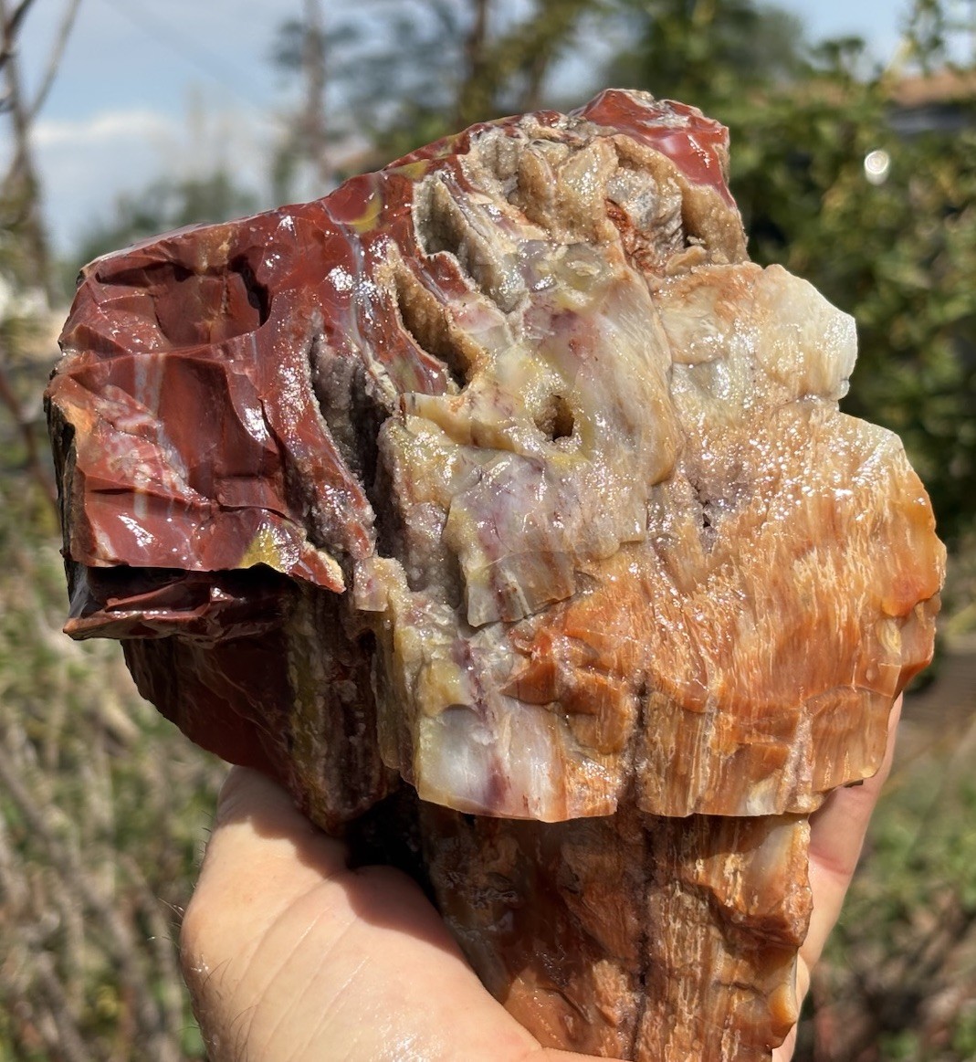 ☘️RR⛏️: Top Quality Druzy Pockets Arizona Rainbow Petrified Wood 4.25 Lb 🌈