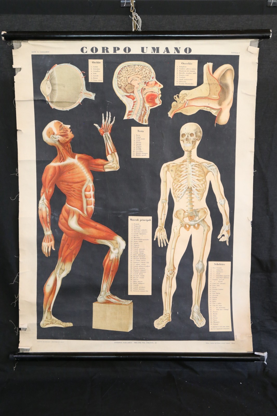 Antonio Vallardi Anatomical Poster Table I Human Body G. Gagliardi 1940s