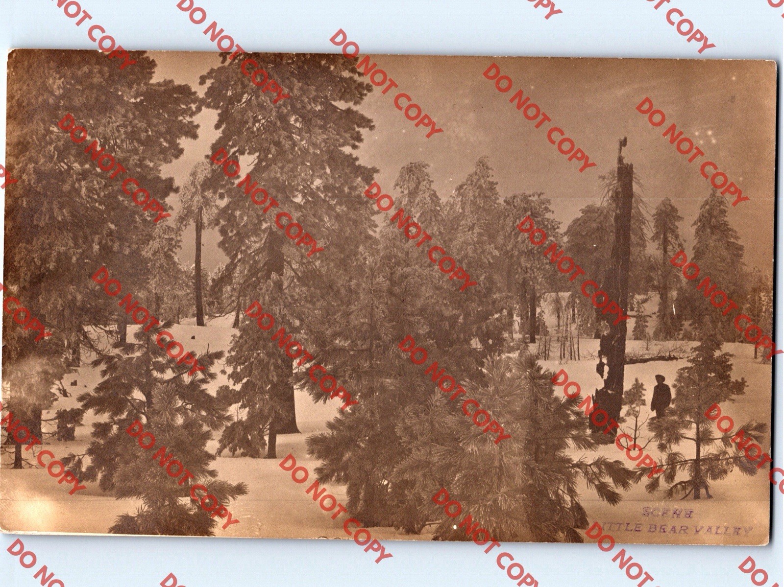 c1910 Man In Woods LITTLE BEAR VALLEY San Bernardino County California CA RPPC