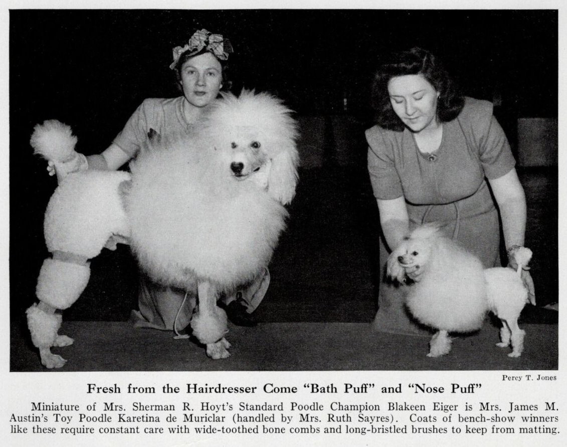 Poodle 