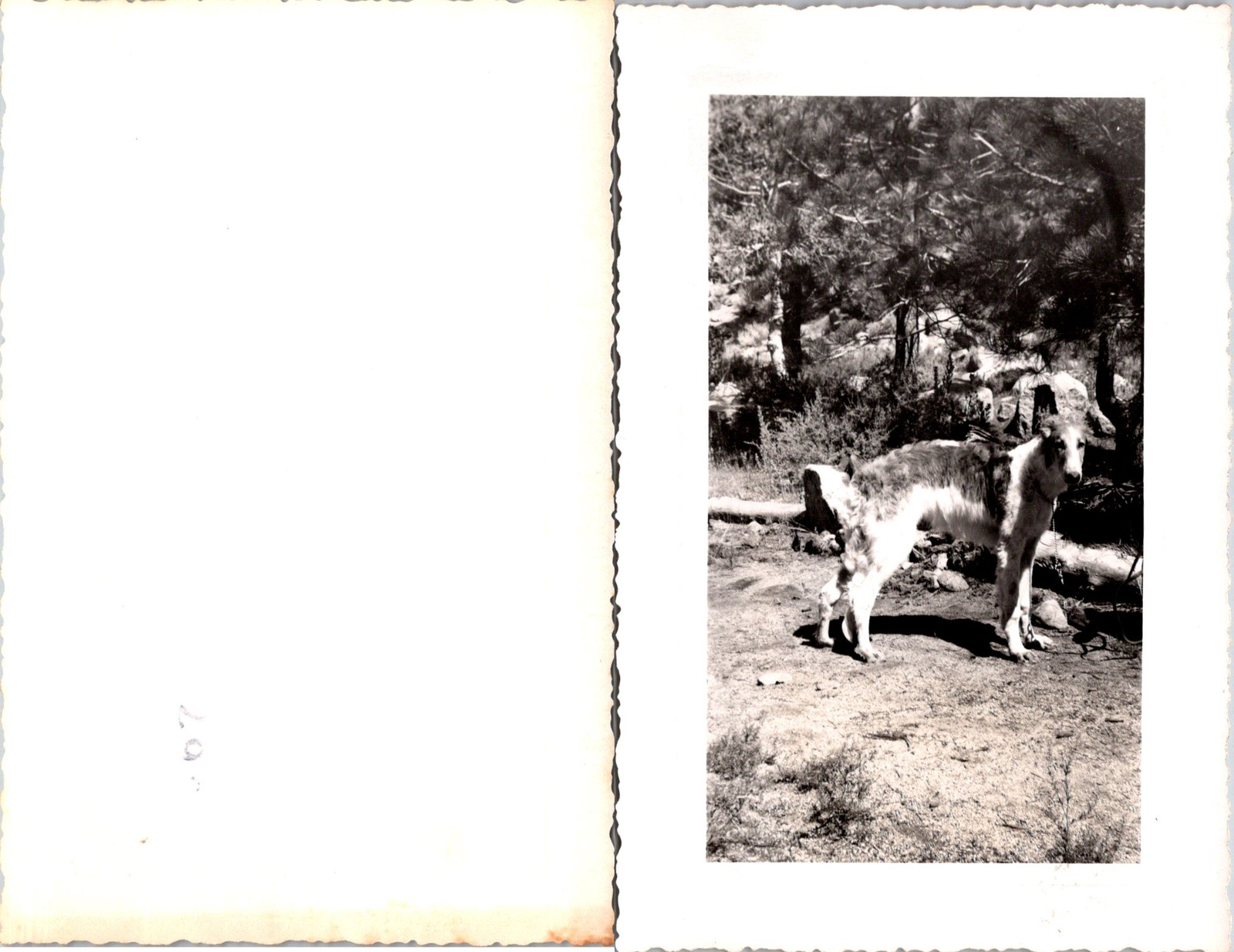 Russian Greyhound Dog Borzoi 1950s in front of Trees B+W Photo S0103