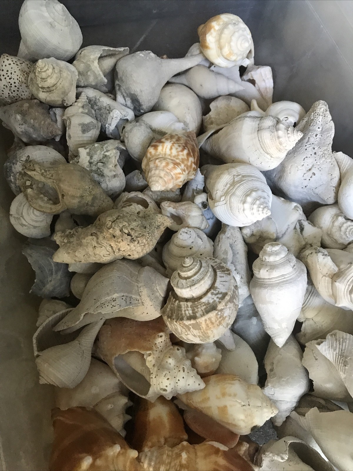 19 LB Lot Of Random Fossils Shells Minerals Shells & Raw Bulk Mix