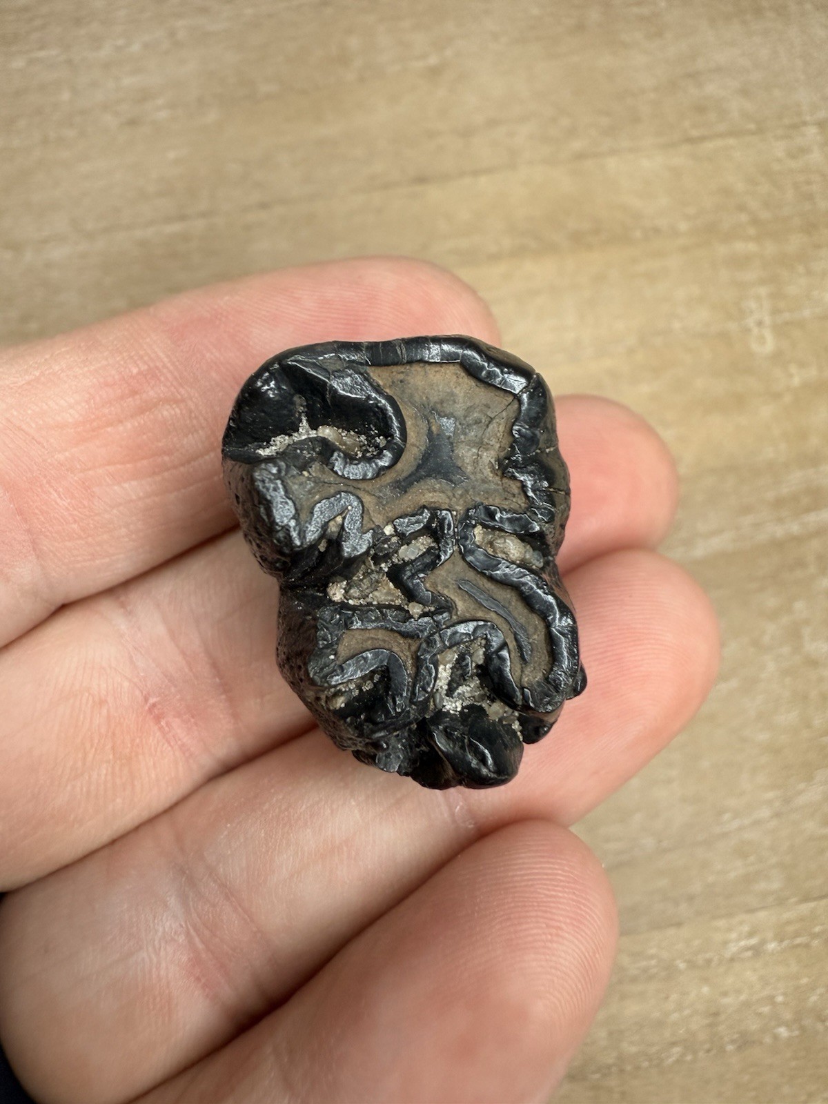 VERY RARE Fossilized Dugong Tooth From Central Florida - Peace River