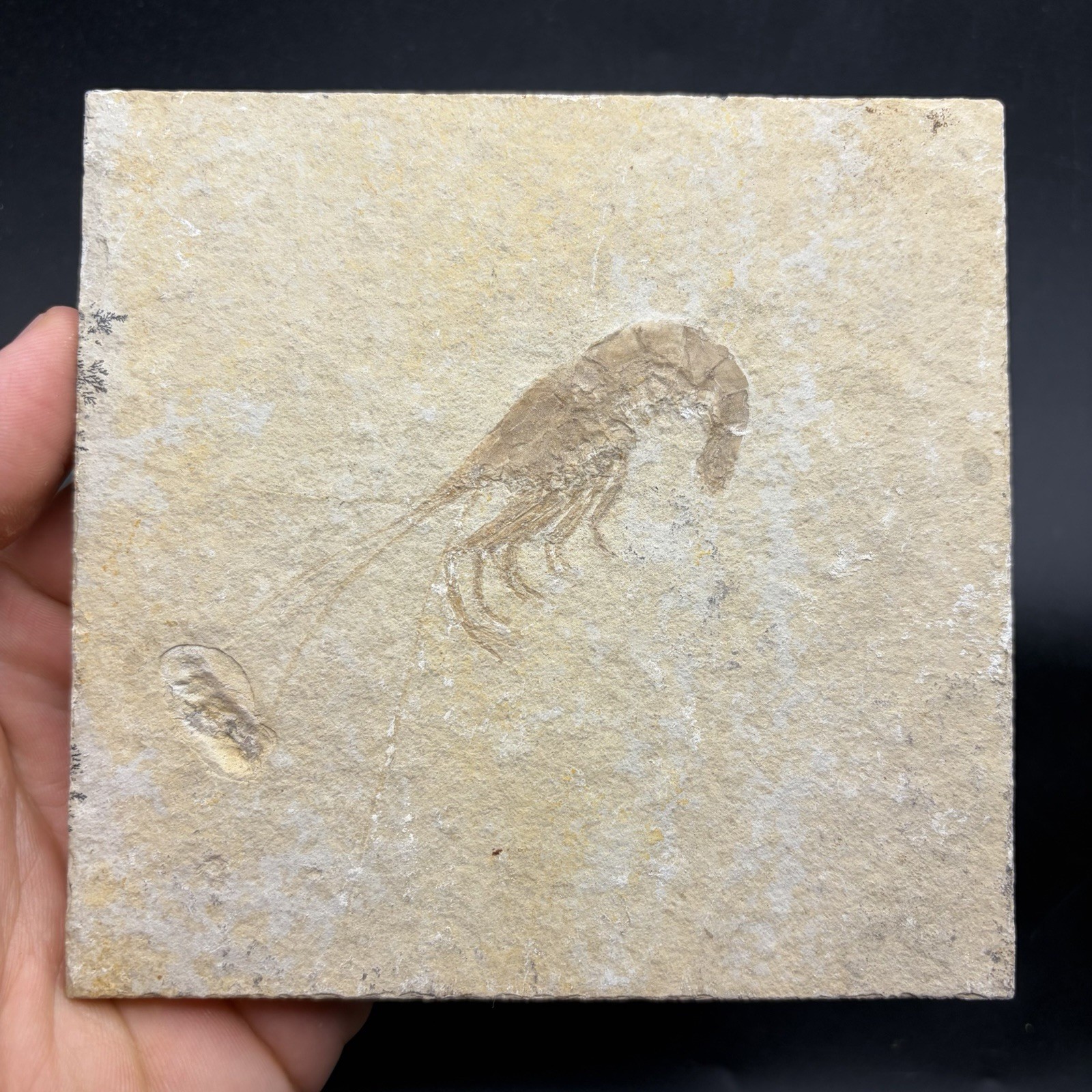 RARE FOSSIL SHRIMP IN MATRIX - GREEN RIVER FORMATION WYOMING 4.7 X 4.8”