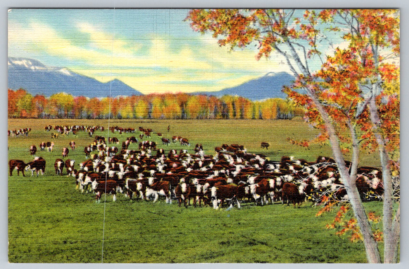 c1940s Cattle Range Southwest Albuquerque NM Postcard
