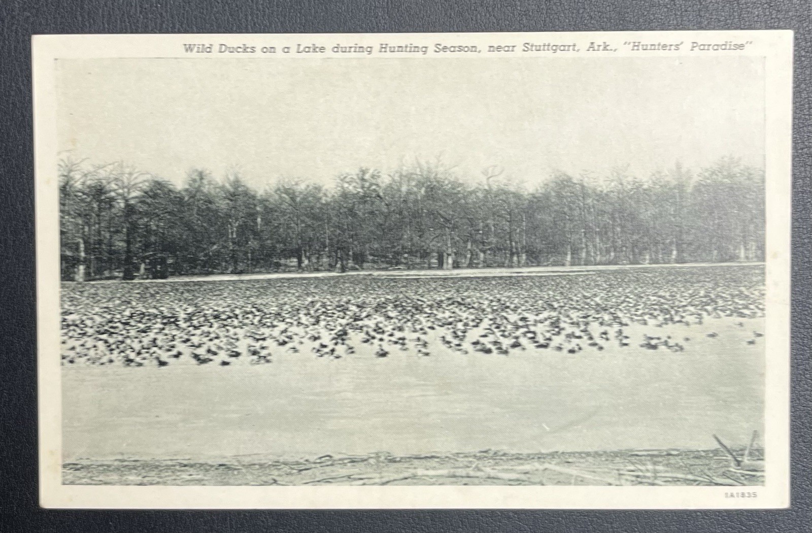 Arkansas Stuttgart Wild Ducks Lake Season 