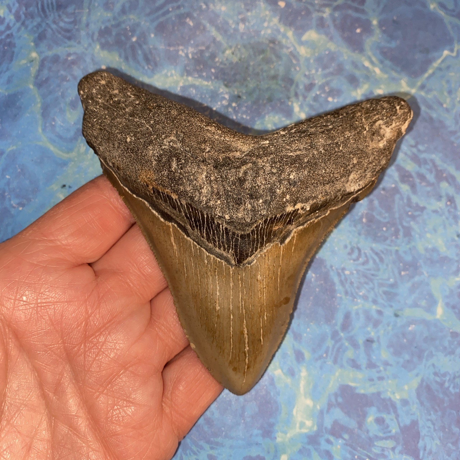 MEGALODON SHARK TOOTH 4.38” HUGE TEETH BIG MEG SCUBA DIVER DIRECT FOSSIL NC 9643