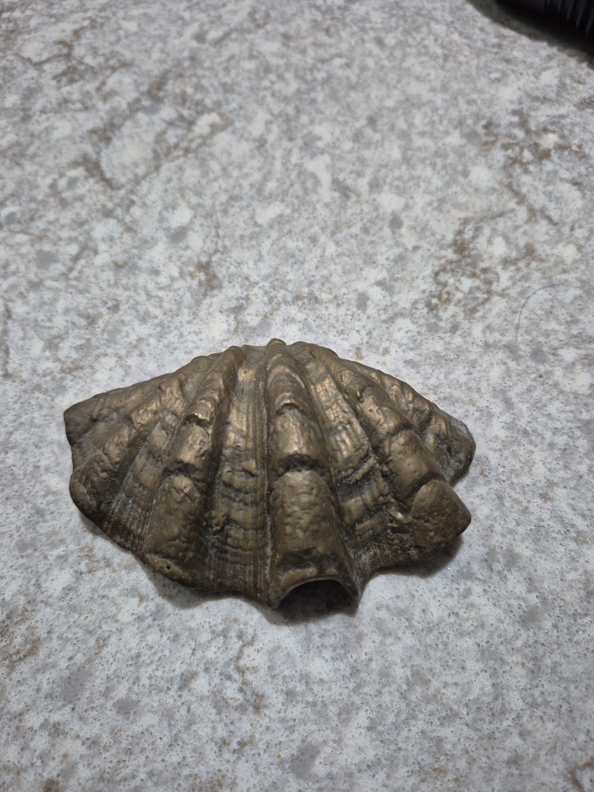 Vintage Solid Brass Clam Shell-Mid 20th Century 
