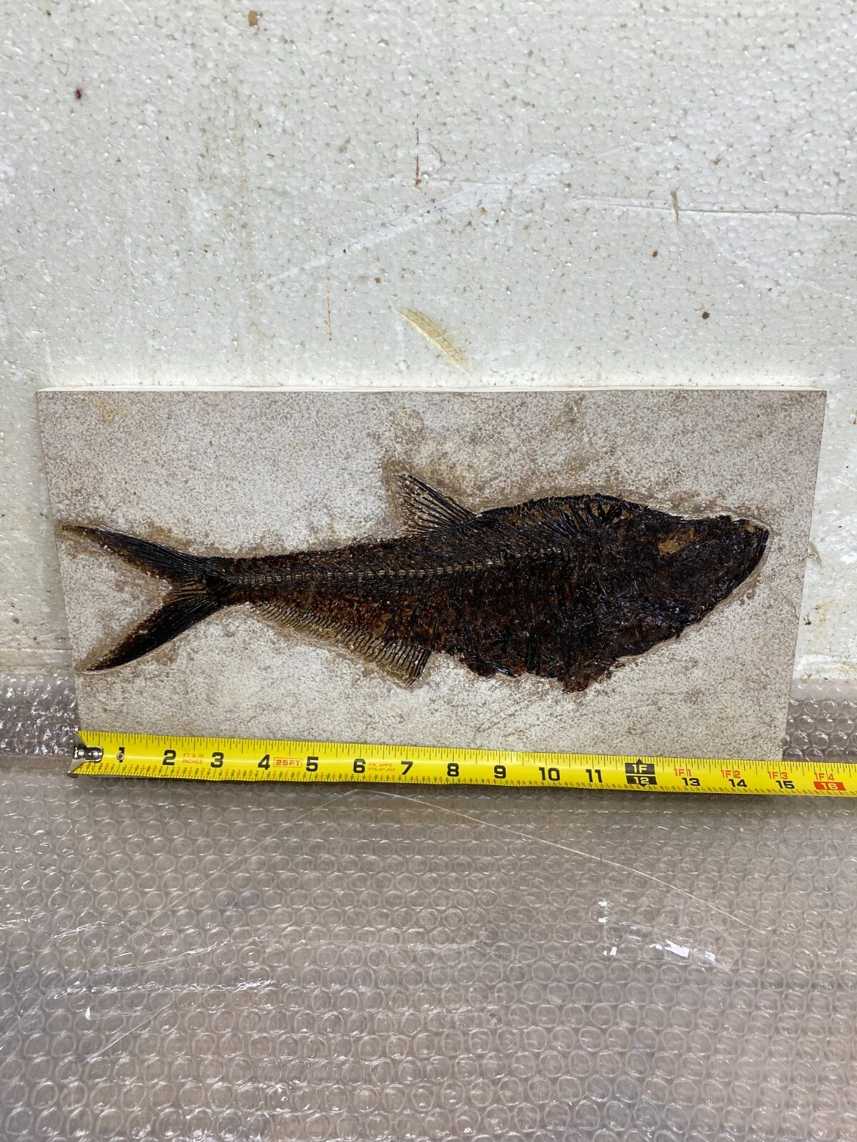 14 inch Diplomystus from the 18\