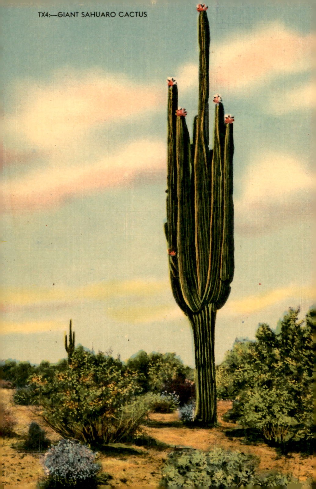 Giant Sahuaro Cactus, Old Mexico, 1955 Postcard