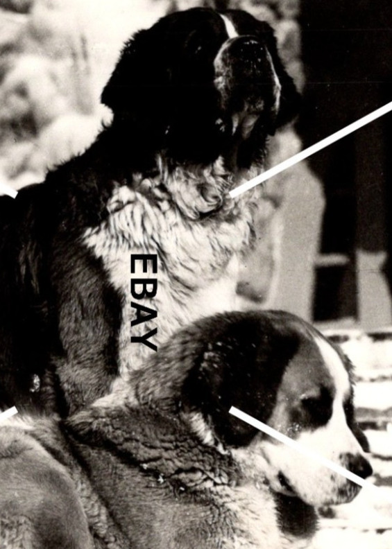 C 1939-1950 RPPC Postcard Lady Bruel St Bernard Dogs Timberline Lodge NW EKC BW