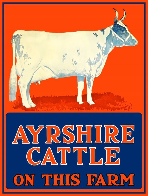 Ayrshire Cattle on This Farm NEW Metal Sign: 12 x 16\