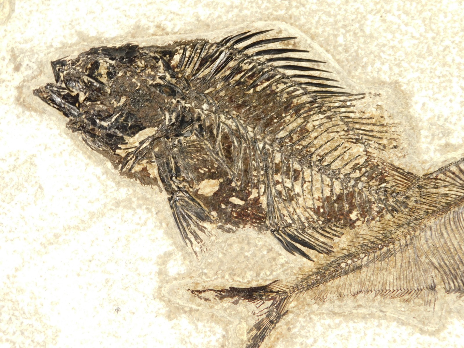 Two SPECIES Rare Priscacara FISH Fossil and Diplomystus On HUGE Matrix Wyoming