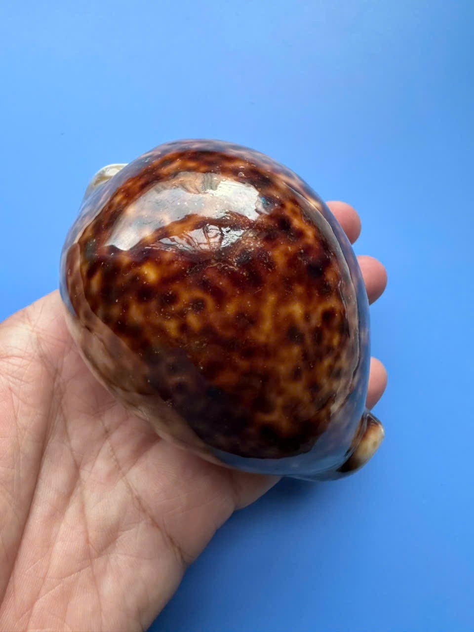 100.5mm | Cypraea Tigris| F+++| SPECIAL BROWN Color | Beautiful shell 100.5mm | Cypraea Tigris| F+++| SPECIAL BROWN Color | Beautiful shell