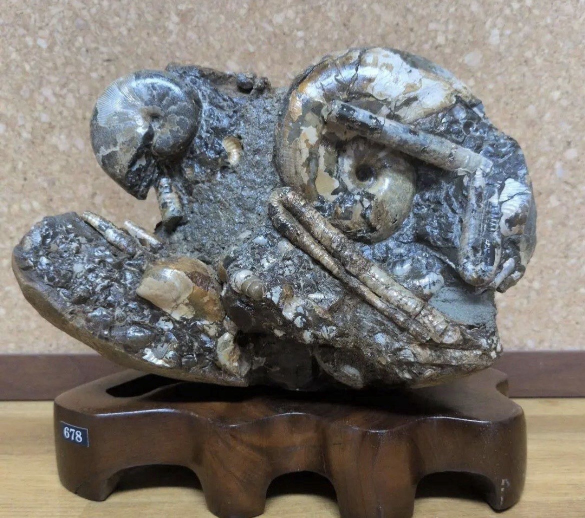 Rare Hokkaido Ammonite Fossil Cluster Polyptychoceras Japan Wooden Stand