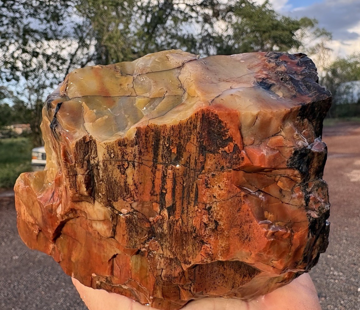☘️RR⛏️: Top Quality Arizona Rainbow Petrified Wood, 3 Lb 10 Oz. 🌈