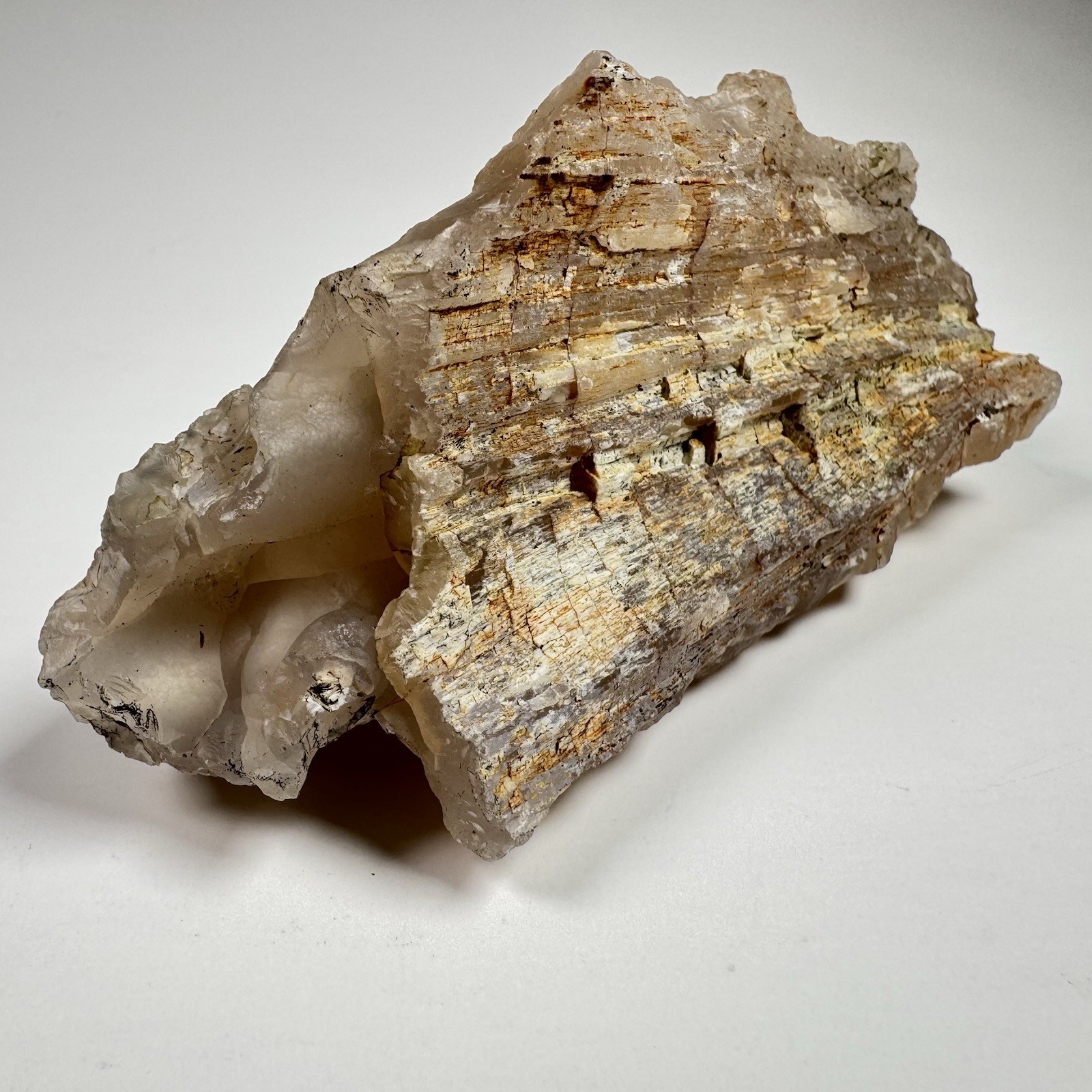 Paulina Agate Limb Cast Cripple Creek Oregon Display Specimen 10 oz