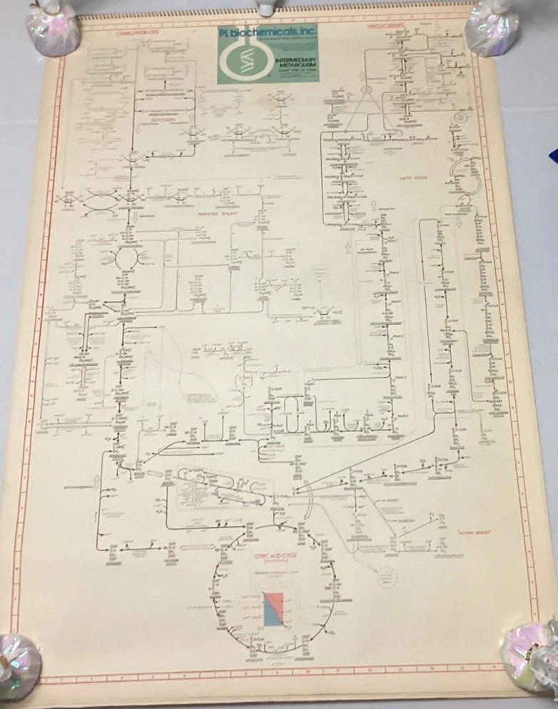 Old Set Of Four (4) P-L Biochemicals Intermediary Metabolism Chart