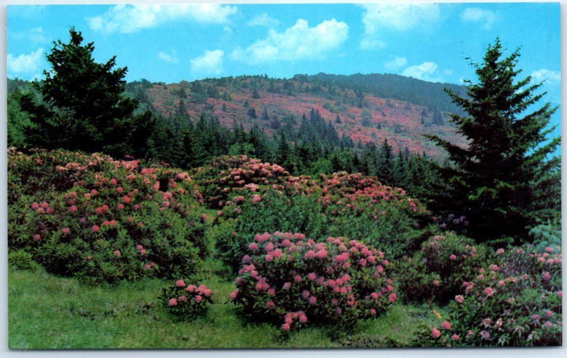 Postcard - Rhododendron in Full Bloom on Roan Mountain, North Carolina, USA