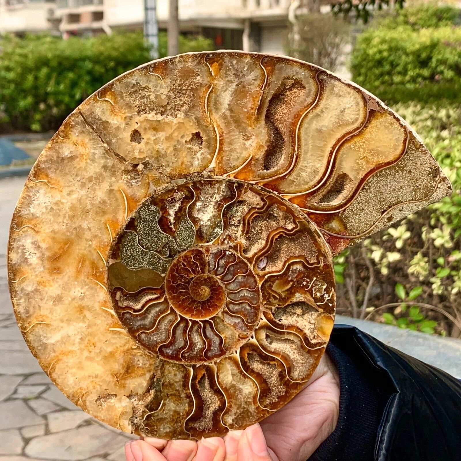 1.89LB Rare Natural Tentacle Ammonite FossilSpecimen Shell Healing Madagascar