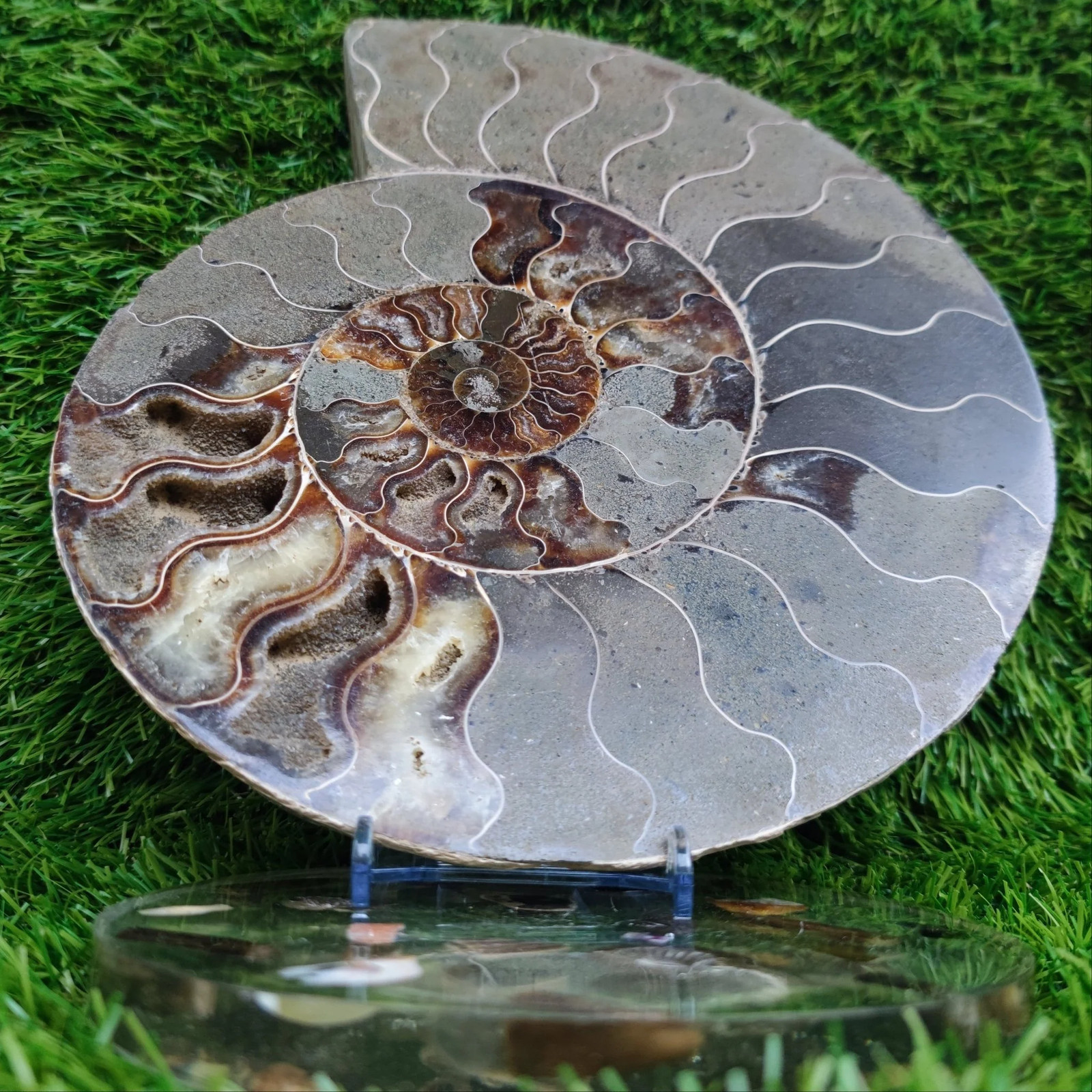 Huge cut and polished ammonite North Yorkshire Fossils