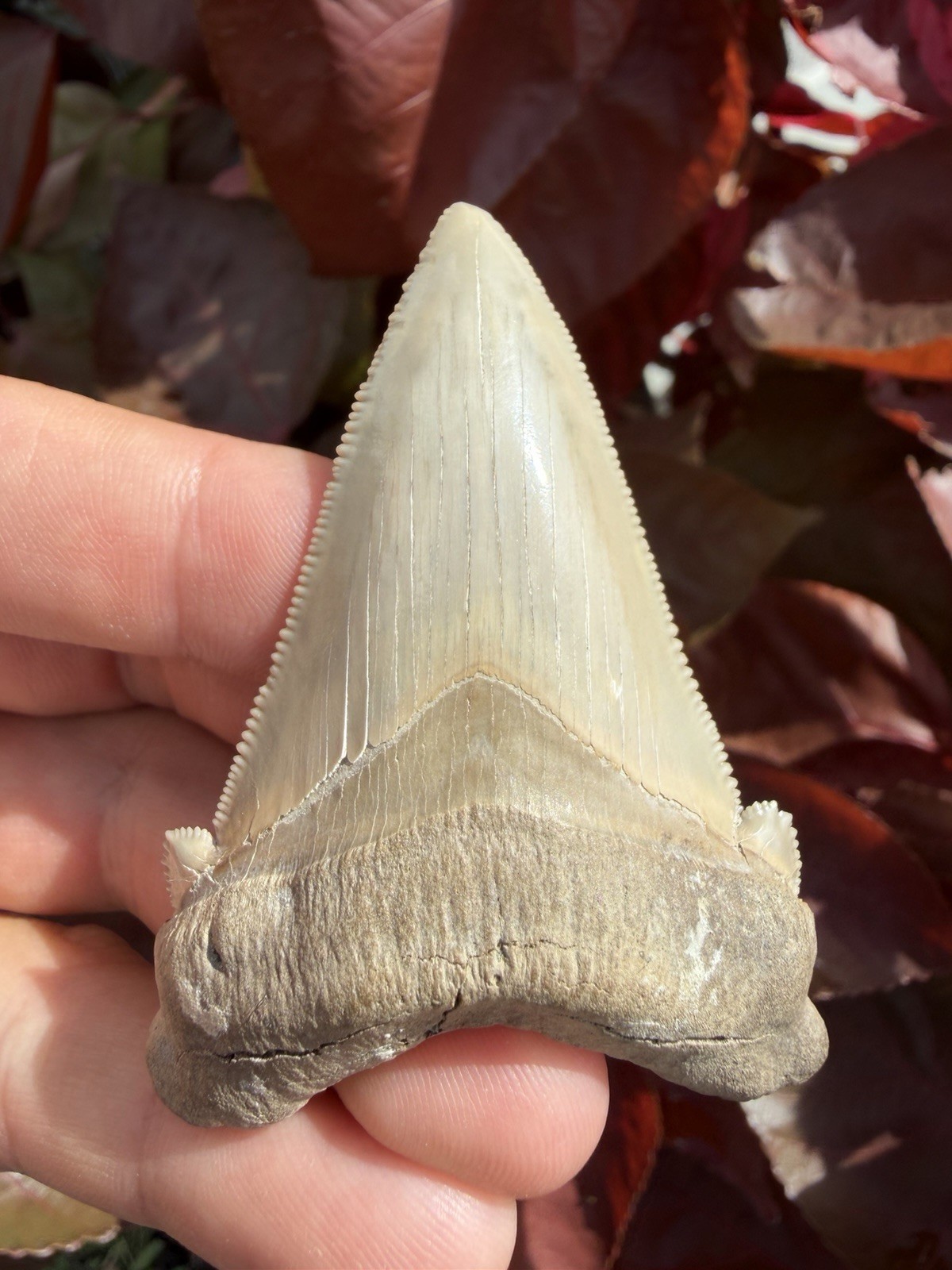 Collector Grade Angustidens Shark Tooth Fossil 2.79” All Natural Collector Grade Angustidens Shark Tooth Fossil 2.79” All Natural
