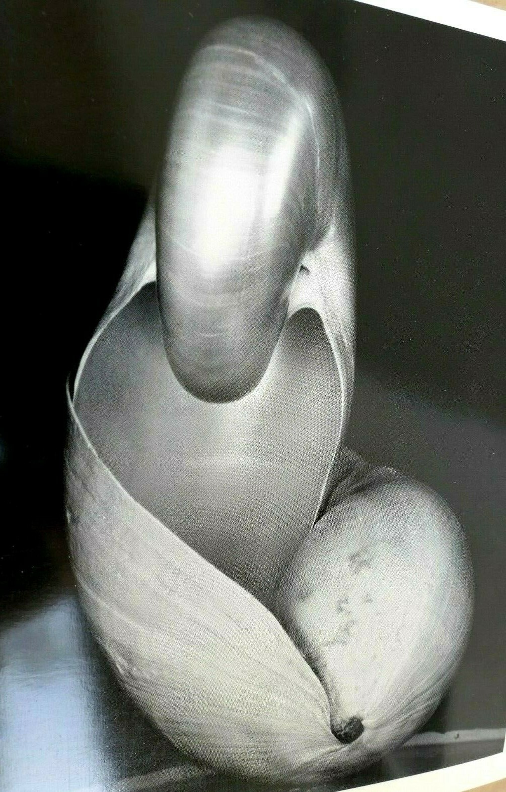 Shells 1927 14-S Photograph by Edward Weston POSTCARD vintage unposted EW-2