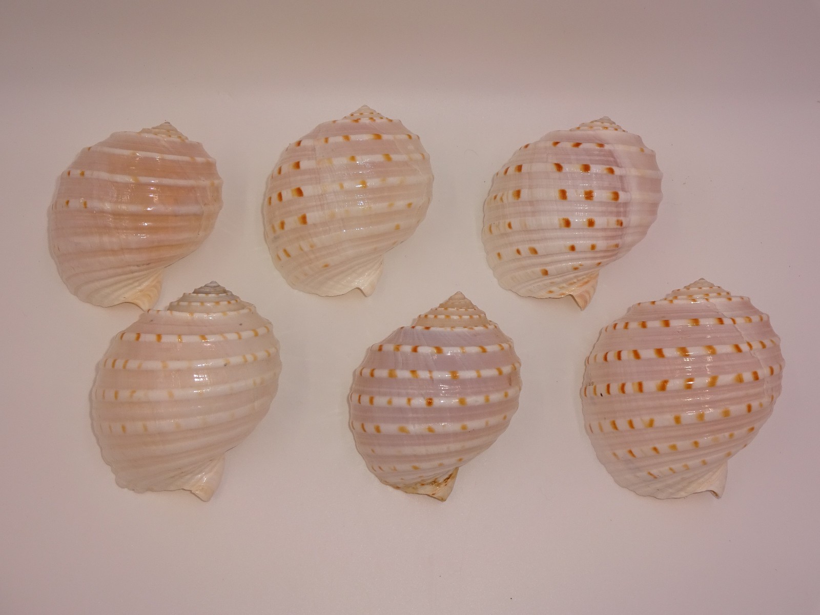 6 Pcs Spotted Tun Tonna Dolium Sea Shells Beach Ocean Nautical Decor Set Lot