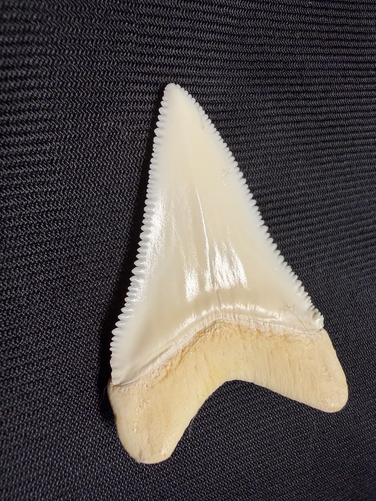 Beautiful Modern Great White Shark Tooth 2.1\