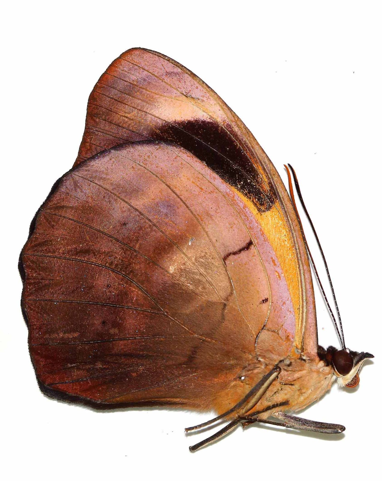 LEPIDOPTERA, NYMPHALIDAE, BIBLIDINAE, CATONEPHELE NUMILIA from PERU