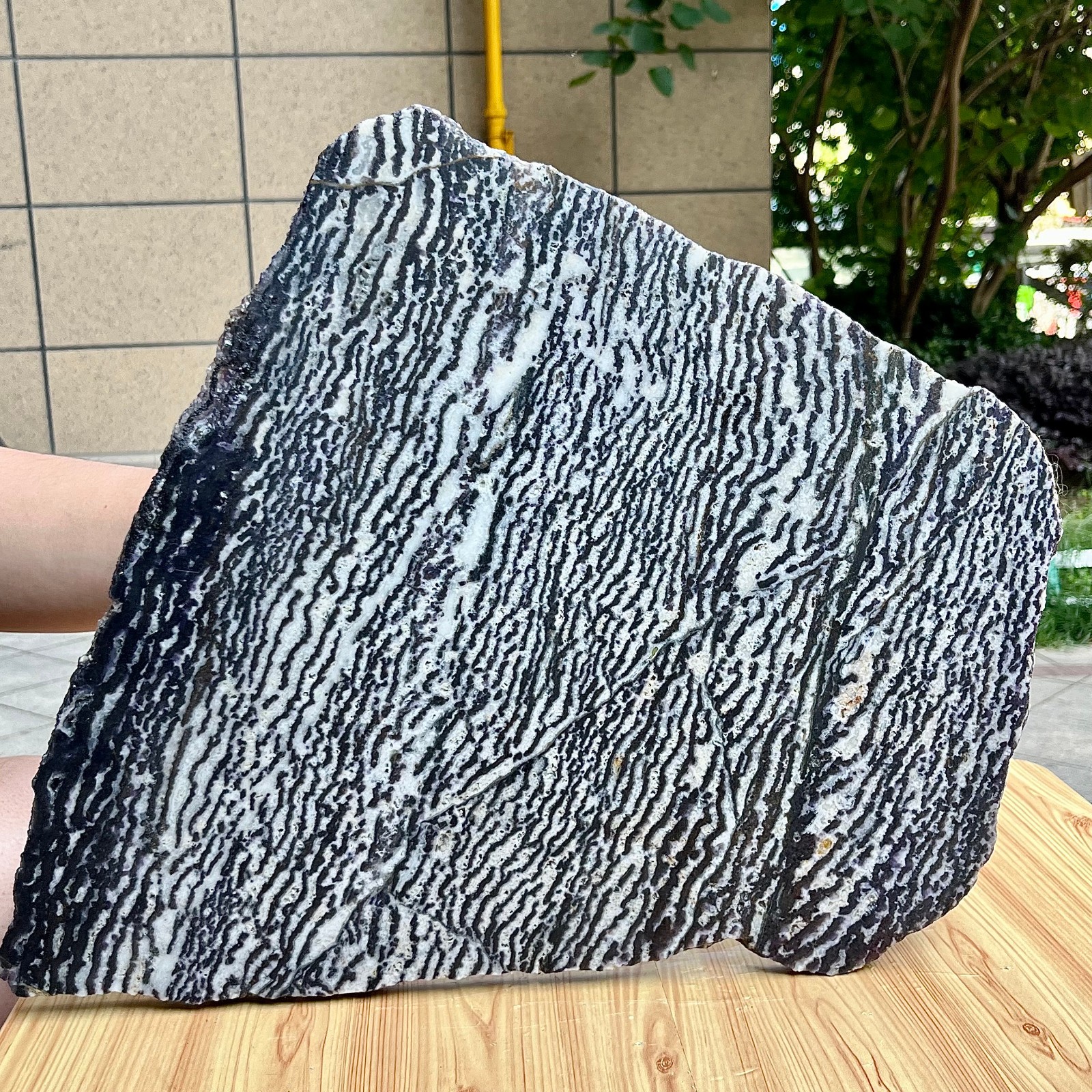 12.4 lb Natural Polished Zebra Stone Slice Black White Banded Crystal Specimen