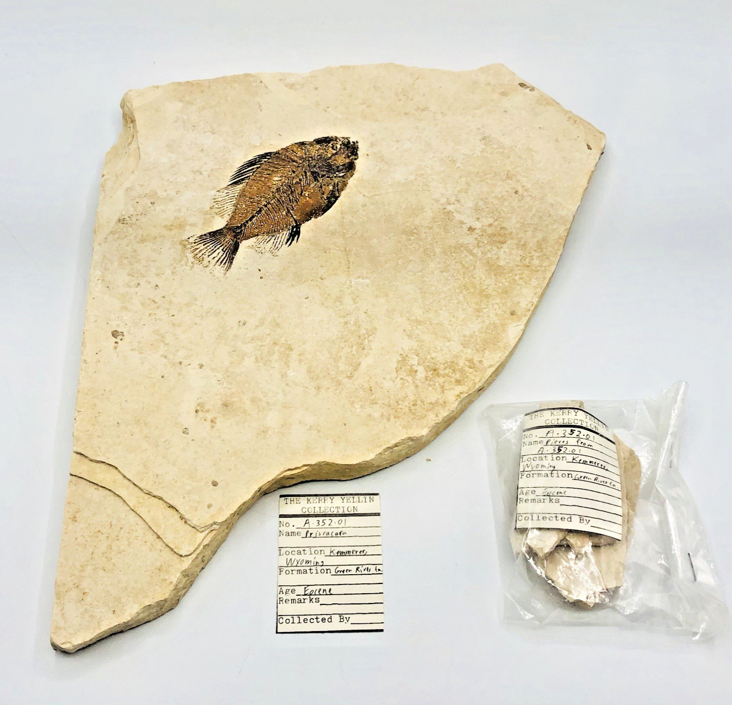 Large Rare Priscacara FISH Fossil Specimen Wyoming 5 lbs Eocene Geological Miner